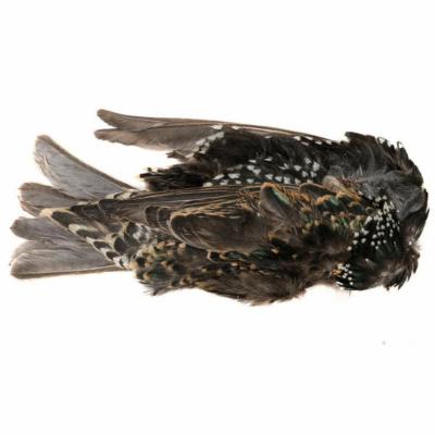 Hareline Dubbin Starling Skins - Hareline Dubbin - multicolor