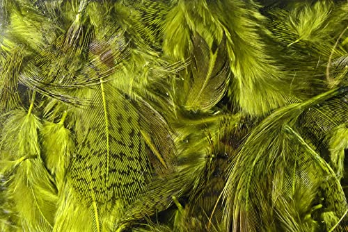 Hareline Premium Hungarian Partridge Feathers - Olive - Hareline