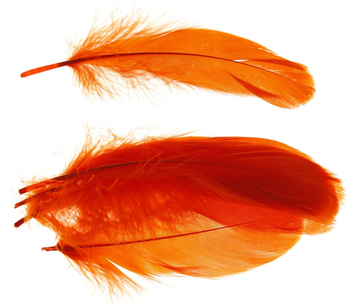 Select Goose Shoulders - SHOR - orange - One Size
