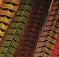 Hareline Ringneck Pheasant Tail Feathers Natural - Fly Tying - Hareline - beige