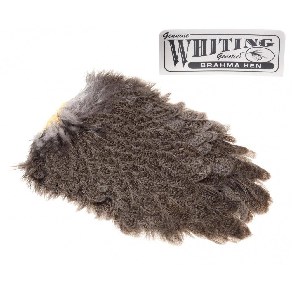 Whiting Brahma Hen - Golde Olive (Badger Dyed) - Whiting