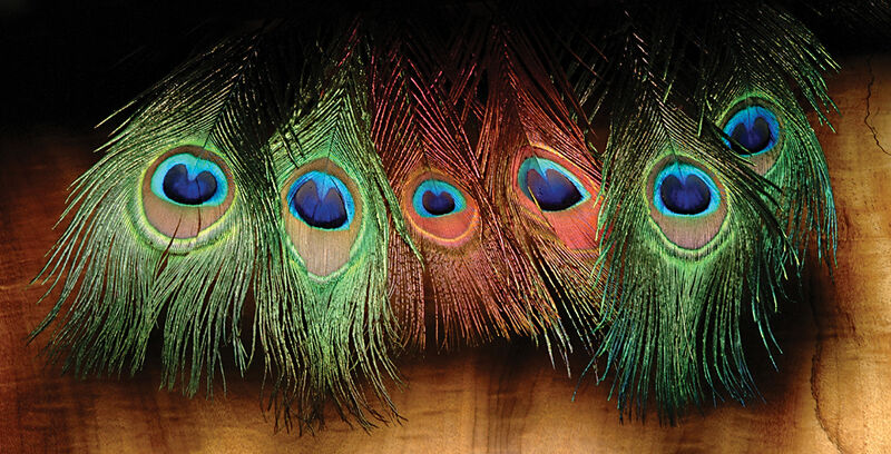 Peacock Eyed Sticks Natural